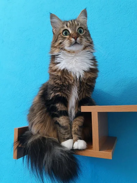 Vacker Katt Med Gröna Ögon Sitter Bokhylla Och Ser Framåt — Stockfoto