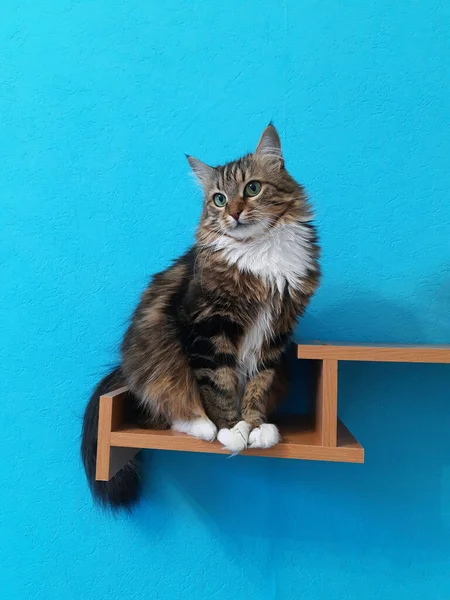 Yeşil Gözlü Güzel Bir Kedi Kitaplıkta Oturur Turkuaz Bir Arka — Stok fotoğraf