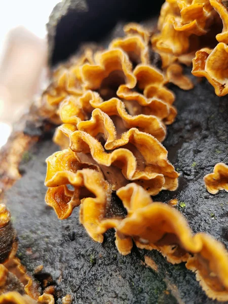 蘑菇立体声顽固不化在一个树干上的修剪特写 蘑菇寄生虫 — 图库照片