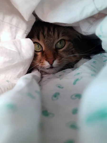 Gato Llamado Kryma Escondió Una Manta Gato Escondió — Foto de Stock