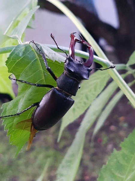 クワガタムシ フラット ルカヌス Lucanus Cervus 株科ルカヌス属の大型甲虫で 緑の葉の密接な関係を背景にしています — ストック写真