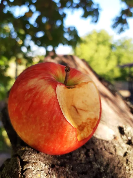 Ripe bitten red apple on a tree trunk close-up. Bitten ripe apple.