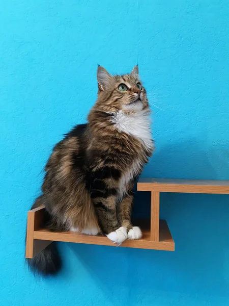Vacker Katt Med Gröna Ögon Sitter Bokhylla Och Tittar Upp — Stockfoto
