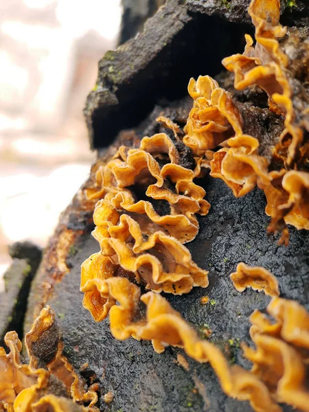 蘑菇立体声顽固不化在一个树干上的修剪特写 蘑菇寄生虫 — 图库照片