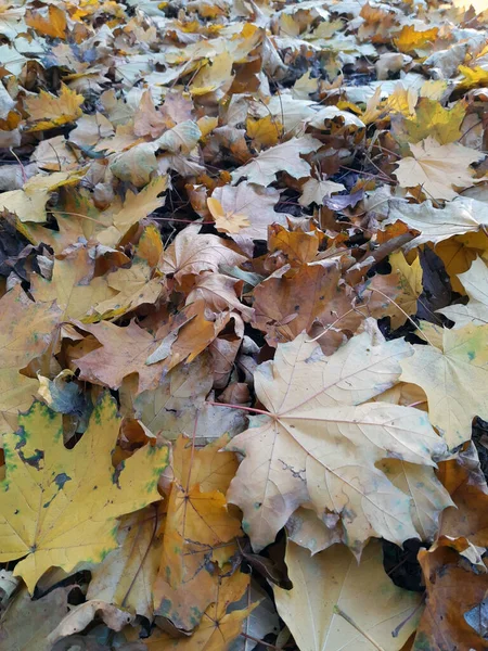 Осень Упала Листья Желтого Клена Землю Парке Крупным Планом Желтая — стоковое фото