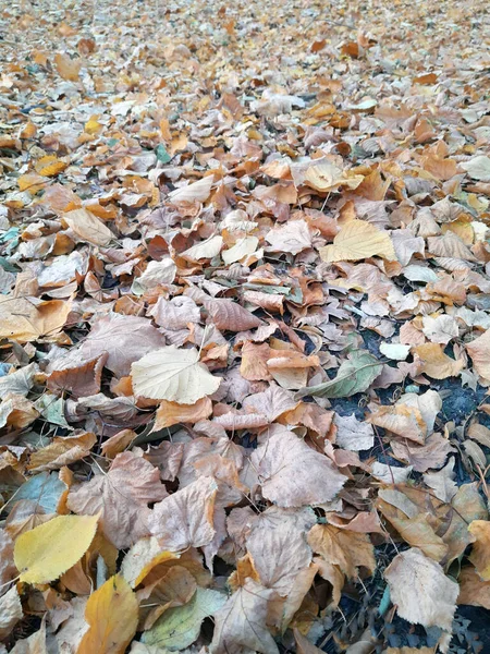 秋天落下来的黄叶落在公园的地面上 黄色的叶子 地上的秋天叶子 — 图库照片