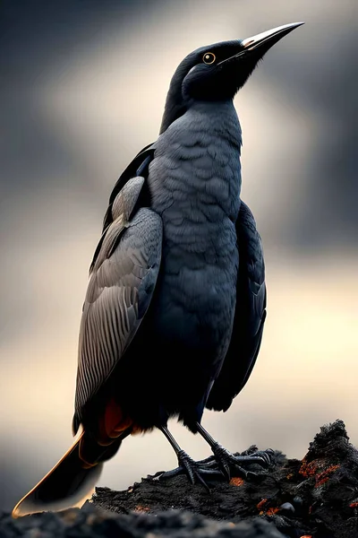 Ein Kleiner Schwarzer Vogel Steht Auf Einem Stein Vor Einem — Stockfoto