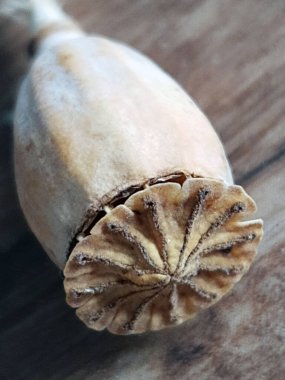 Gri arka planda kuru haşhaş kafası. Yakın plan. Kuru haşhaş kutusu..