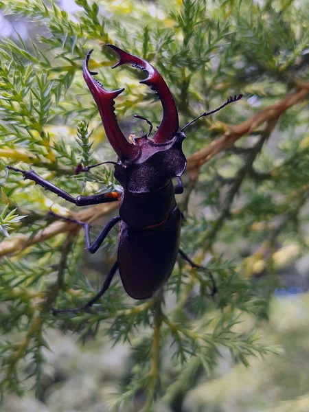 Escarabajo Ciervo Lat Lucanus Cervus Gran Escarabajo Del Género Lucanus — Foto de Stock