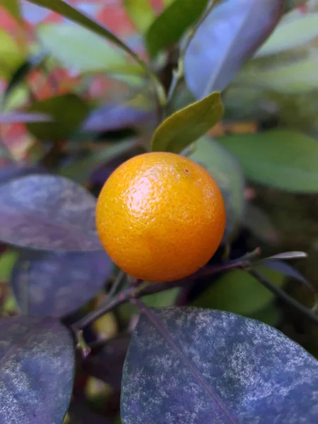 Pomarańczowy Mandarynka Gałązce Młodego Drzewa Ogrodzie Zbliżenie — Zdjęcie stockowe
