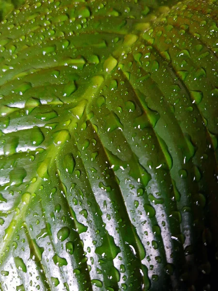 Tropfen Auf Grüne Blätter Von Spathiphyllum Frühling Nahaufnahme — Stockfoto