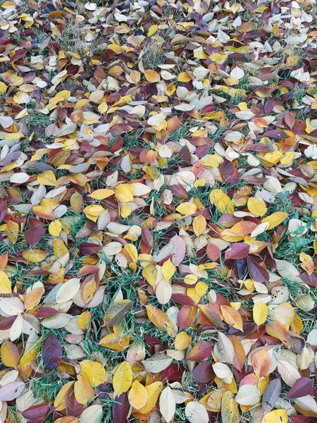 Outono Caído Folhas Coloridas Grama Verde Parque Close — Fotografia de Stock