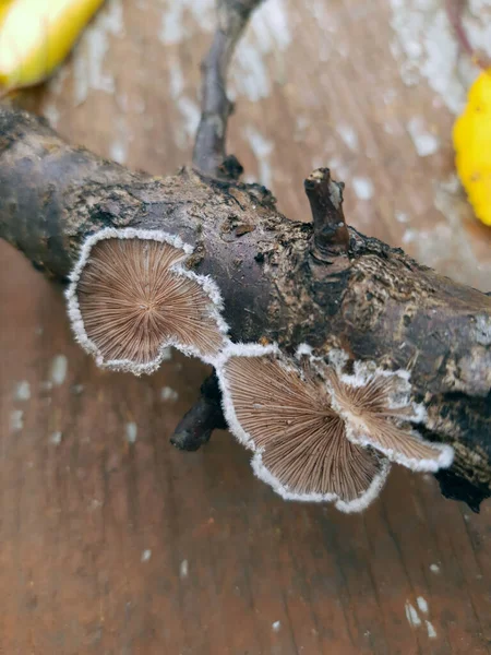 在树干上的叮当真菌特写 叮当真菌 — 图库照片