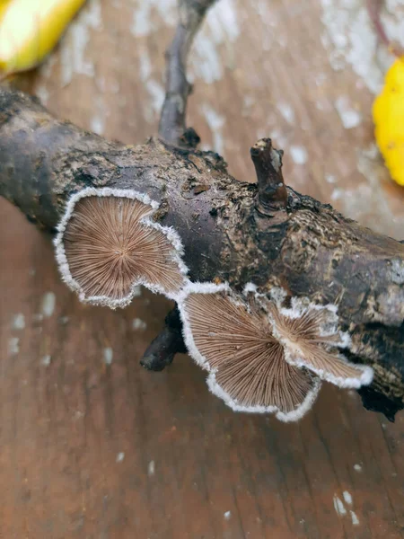 Champignon Amadou Sur Tronc Arbre Gros Plan Champignon Amadou — Photo