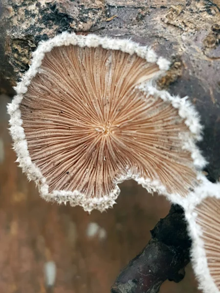 Tinder Pilz Auf Einem Baumstamm Großaufnahme Tinder Pilz — Stockfoto