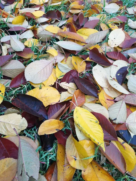 Outono Caído Folhas Coloridas Grama Verde Parque Close — Fotografia de Stock