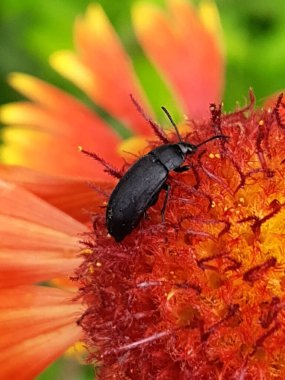 Kızıl bir kır çiçeğinin üzerindeki yer böceğinin yakın çekimi. Çiçekteki siyah böcek.