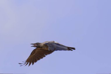 Bird Common Raven Corvus Corax, koyu renkli büyük, korkunç bir kuş, Cadılar Bayramı. Yüksek kalite fotoğraf