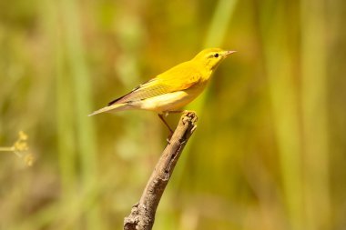 Bal kuşu dalda. Yüksek kalite fotoğraf