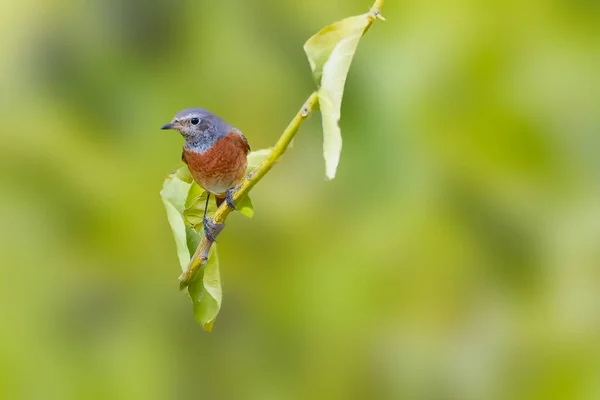 Κοινό Redstart Phoenicurus Phoenicurus Συχνά Απλά Redstart Είναι Ένα Μικρό — Φωτογραφία Αρχείου