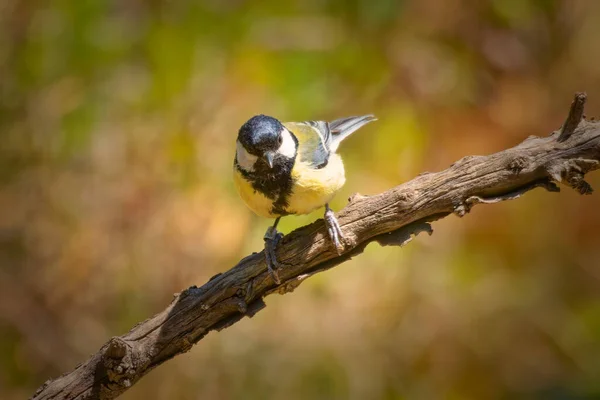Lone Male Great Tit Watches Surroundings White Stone Lavender Bush — 스톡 사진