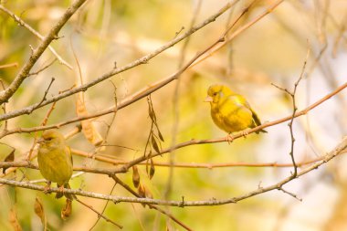Oryantal ispinoz ve ağaç serçeleri. Yüksek kalite fotoğraf