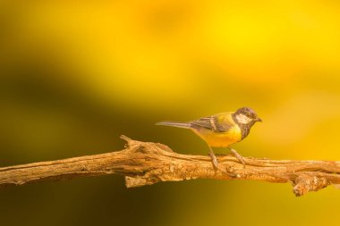 A lone male great tit watches the surroundings from a white stone by a lavender bush on a sunny day. High quality photo