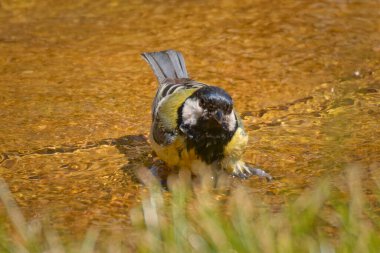 A lone male great tit watches the surroundings from a white stone by a lavender bush on a sunny day. High quality photo