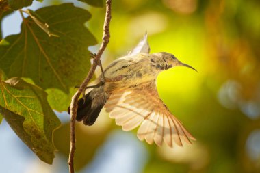 Bal soo nefis, erkek ötücü kuşu çiçeğe koni yap. Yüksek kalite fotoğraf