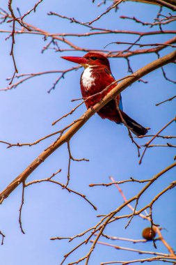 Avrupa 'nın en yaygın balıkçısı Alcedo. Kingfisher, yeşil arka planda gagalı balık avıyla sudan çıktıktan sonra uçuyor. Kingfisher küçük bir balık yakaladı. Yüksek kalite fotoğraf