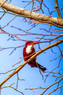 KingFisher kuşunun güzel bir yakın çekimi. Yüksek kalite fotoğraf