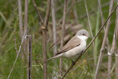 Curruca curruca, Sylvia curruca, yaygın adıyla Lesser Whitethroat, küçük kahverengi-gri bülbül, Sylviidae familyası, ağaçların dallarında böcek, yumurta, koza ve tırtıl topluyorlar.. 