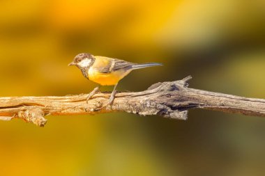 A lone male great tit watches the surroundings from a white stone by a lavender bush on a sunny day. High quality photo