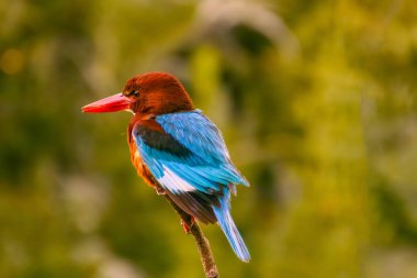 Avrupa 'nın en yaygın balıkçısı Alcedo. Kingfisher, yeşil arka planda gagalı balık avıyla sudan çıktıktan sonra uçuyor. Kingfisher küçük bir balık yakaladı. Yüksek kalite fotoğraf