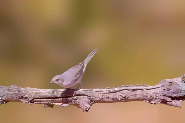 Weißkehlchen Hockt Auf Einem Distelzweig Einfacher Grüner Hintergrund Brauner Vogel — Stockfoto