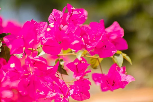 Розовый Цветок Саду Называют Мандевиллой Диаденией Шининг Мандевиллой Высокое Качество — стоковое фото