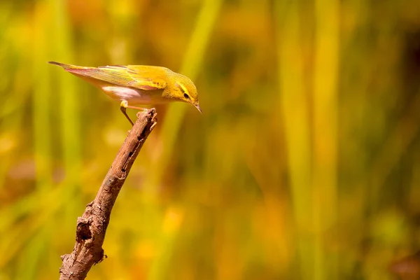 Pasăre Miere Ramură Fotografie Înaltă Calitate — Fotografie, imagine de stoc