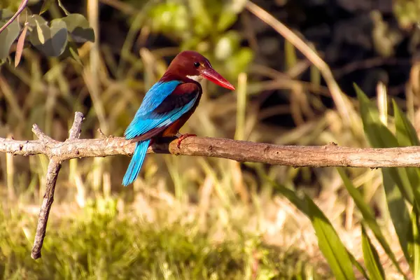 Avrupa 'nın en yaygın balıkçısı Alcedo. Kingfisher, yeşil arka planda gagalı balık avıyla sudan çıktıktan sonra uçuyor. Kingfisher küçük bir balık yakaladı. Yüksek kalite fotoğraf