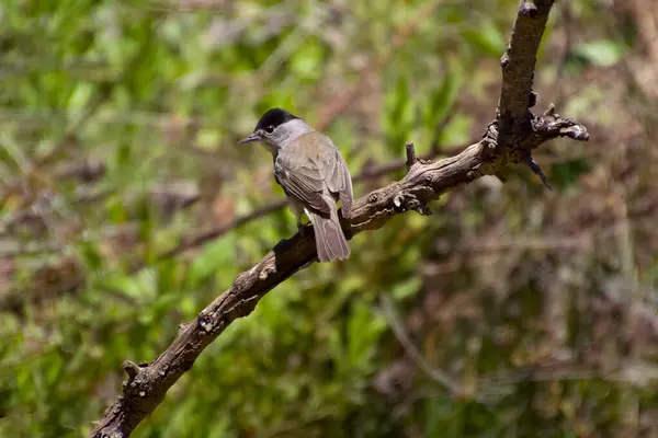 Eurasian Blackcap Usually Known Simply Blackcap Common Widespread Typical Warbler — Stock Photo, Image
