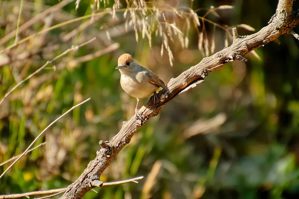Eurasian Blackcap Standing Reed Branch High Quality Photo — Stock Photo, Image