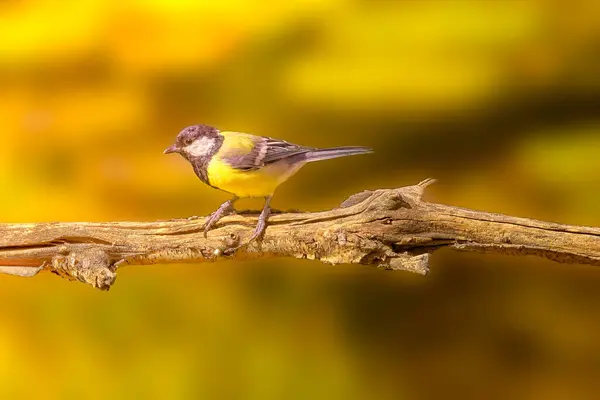 Lone Male Great Tit Watches Surroundings White Stone Lavender Bush — 스톡 사진