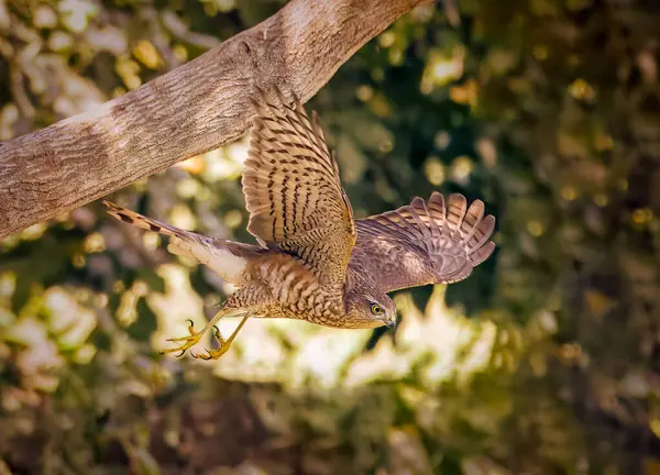 Moineau Femelle Oiseau Brun Pointillé Assis Sur Cerceau Métal Avec — Photo