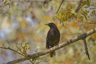 Blackbird, Blue Sky 'a karşı. Yüksek kalite fotoğraf