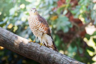 Avrasyalı atmaca Accipiter nisus yırtıcı kuş olarak da bilinir kuzey atmaca ya da dalda oturan atmaca olarak da bilinir. Doğadaki vahşi yaşam. Hollanda 'da. Yüksek kalite fotoğraf