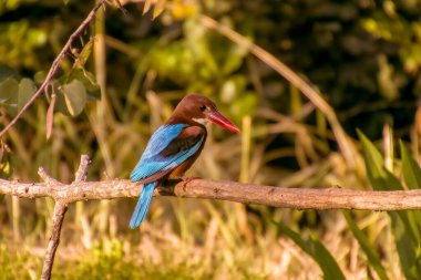 Beyaz boğazlı Kingfisher Halcyon Smyrnensis dalına tüneyen kabarık kahverengi ve mavi kanatlı kuş dik saçlı fotoğrafçıya bakıyor. Yüksek kalite fotoğraf