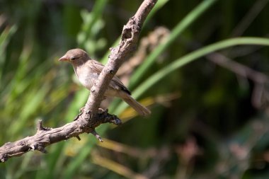 Bahçedeki ahşap bir kütükte oturan bulanık bir arka planı olan bir serçe. Yüksek kalite fotoğraf