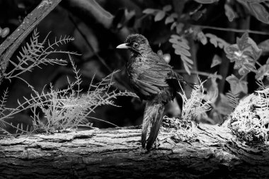 Blackbird, Blue Sky 'a karşı. Yüksek kalite fotoğraf