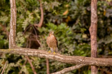 Avrasyalı atmaca Accipiter nisus yırtıcı kuş olarak da bilinir kuzey atmaca ya da dalda oturan atmaca olarak da bilinir. Doğadaki vahşi yaşam. Hollanda 'da. Yüksek kalite fotoğraf