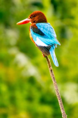 Beyaz boğazlı Kingfisher Halcyon Smyrnensis dalına tüneyen kabarık kahverengi ve mavi kanatlı kuş dik saçlı fotoğrafçıya bakıyor. Yüksek kalite fotoğraf