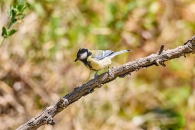 büyük baştankara, bir dalda parus major. sığ derinliği alan ve bulanık bankamatik